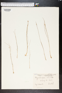 Rhynchospora alba image