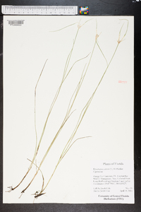 Rhynchospora colorata image