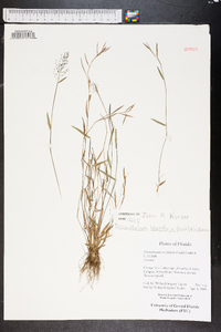 Dichanthelium erectifolium image