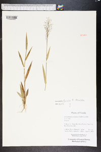 Dichanthelium erectifolium image