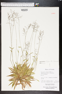 Dichanthelium scoparium image