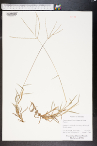 Digitaria bicornis image