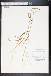 Digitaria bicornis image