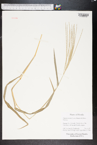 Digitaria bicornis image