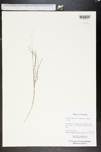 Digitaria filiformis image