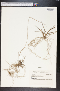 Digitaria filiformis image