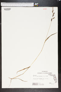 Echinochloa colona image