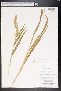 Echinochloa walteri image