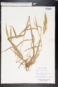 Echinochloa walteri image