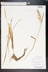 Echinochloa walteri image