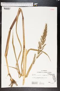 Echinochloa walteri image