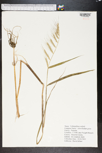 Echinochloa walteri image