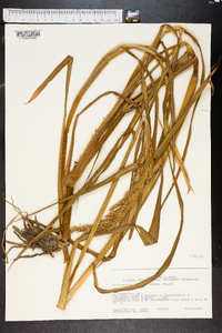 Echinochloa walteri image