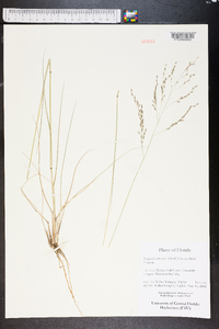 Eragrostis atrovirens image
