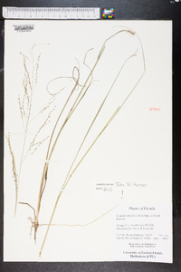 Eragrostis atrovirens image