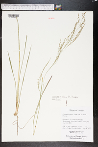 Eragrostis atrovirens image