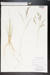 Eragrostis atrovirens image