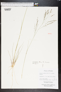 Eragrostis atrovirens image