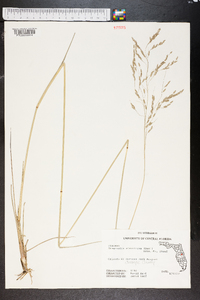 Eragrostis atrovirens image