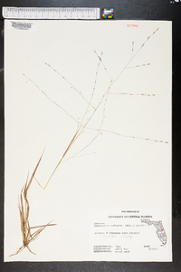 Eragrostis refracta image