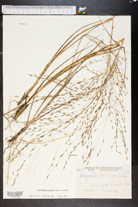 Eragrostis refracta image