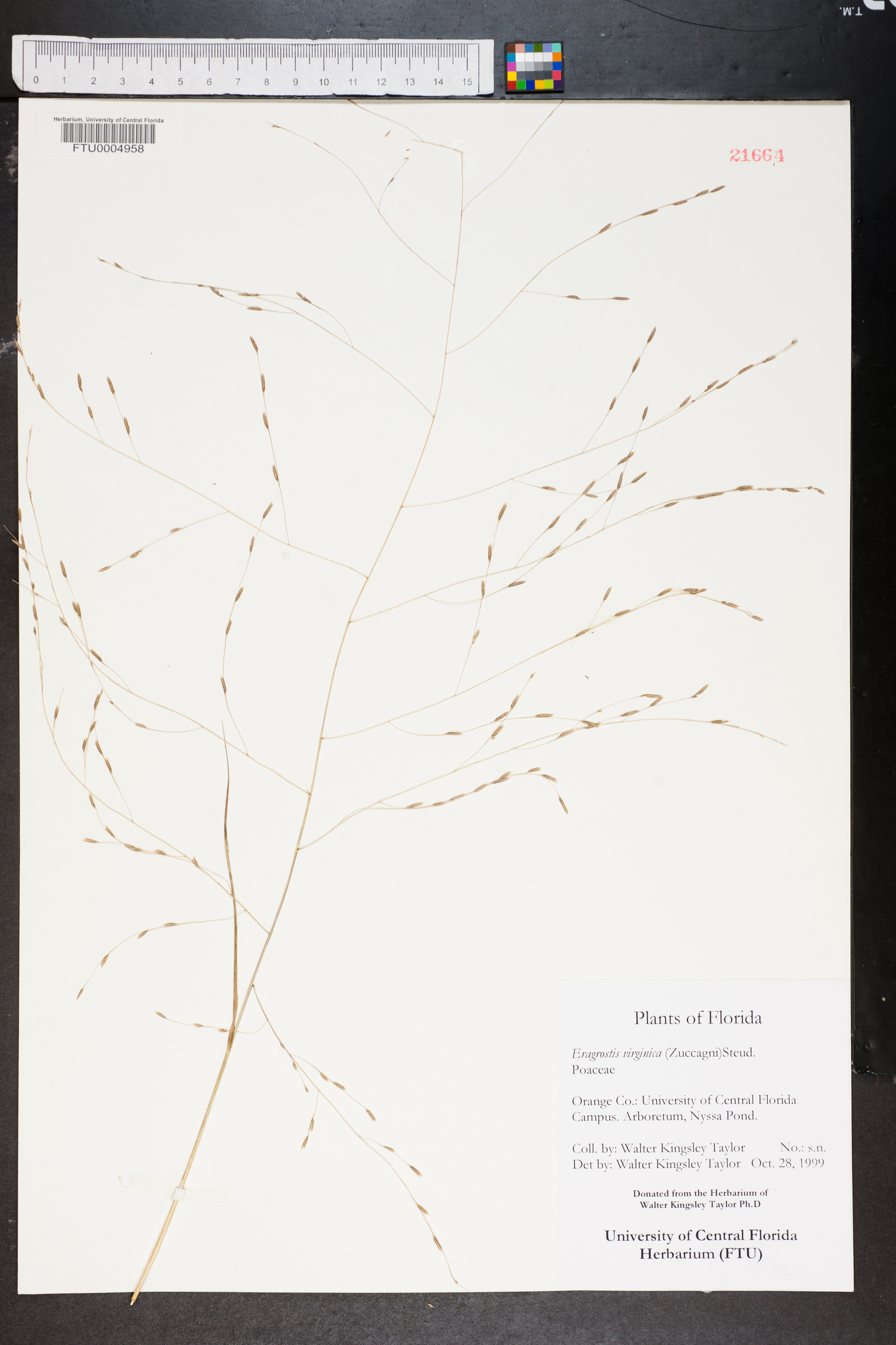 Eragrostis virginica image