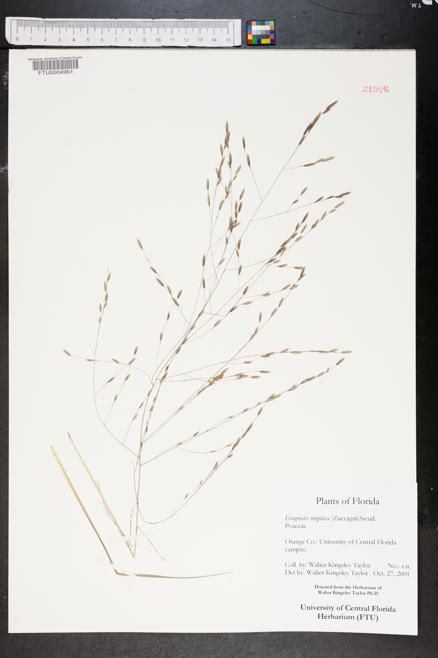 Eragrostis virginica image