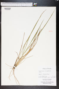 Eragrostis virginica image