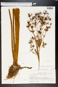 Rhynchospora corniculata image