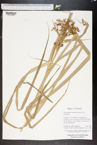 Rhynchospora corniculata image