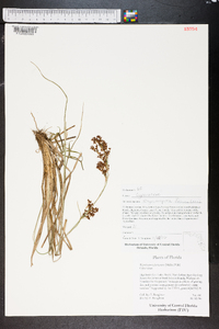 Rhynchospora fascicularis image