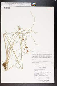 Rhynchospora fascicularis image