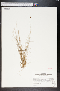 Rhynchospora filifolia image