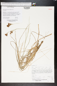 Rhynchospora fascicularis image