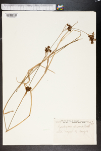 Rhynchospora glomerata image