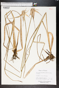 Rhynchospora latifolia image