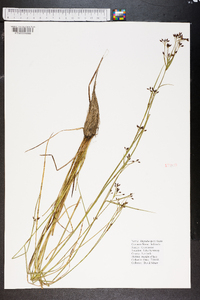 Rhynchospora nitens image