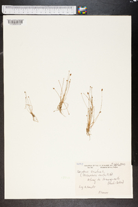 Eleocharis ovata image