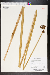 Schoenoplectus californicus image