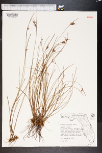 Scleria curtissii image