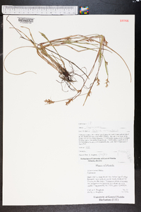 Scleria reticularis image