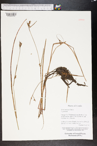 Scleria reticularis image