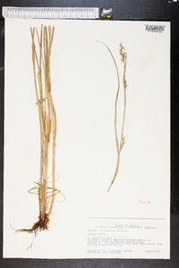 Scleria reticularis image