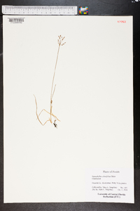 Stenophyllus ciliatifolius image
