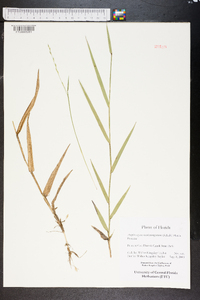 Amphicarpum muhlenbergianum image