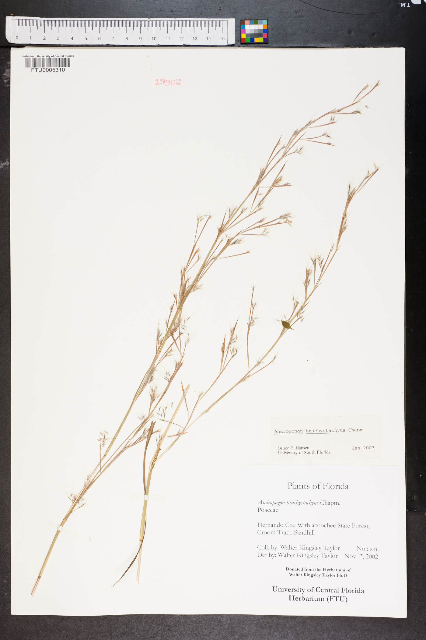 Andropogon brachystachyus image