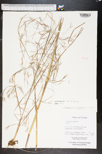 Andropogon brachystachyus image