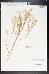 Andropogon brachystachyus image