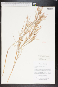 Andropogon brachystachyus image