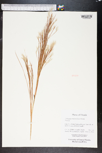 Andropogon brachystachyus image